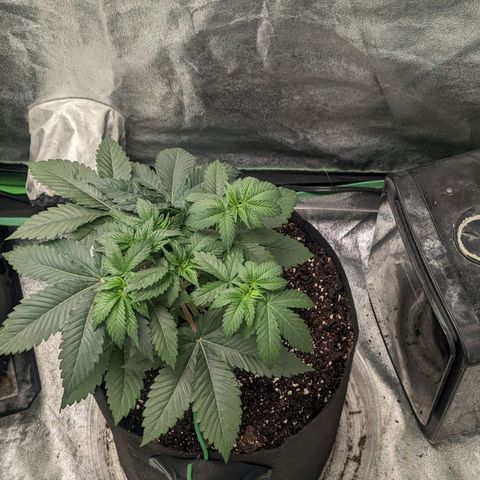 Lemon Cherry Gelato x Black Velvet #1 growlog timeline photo