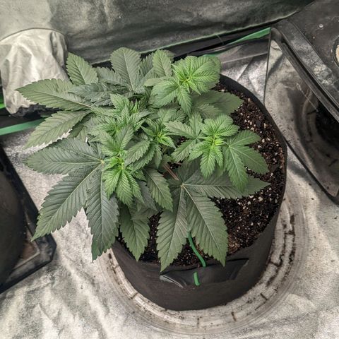 Lemon Cherry Gelato x Black Velvet #1 growlog timeline photo