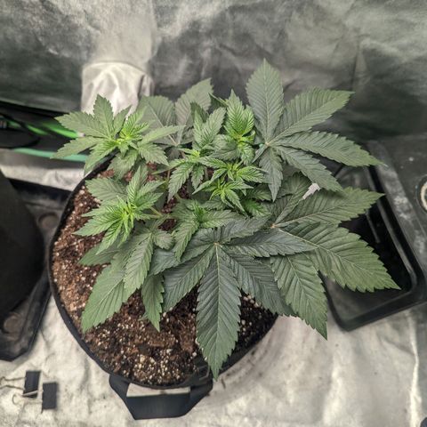 Lemon Cherry Gelato x Black Velvet #1 growlog timeline photo