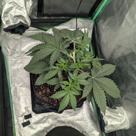 Lemon Cherry Gelato x Black Velvet #1 growlog timeline photo
