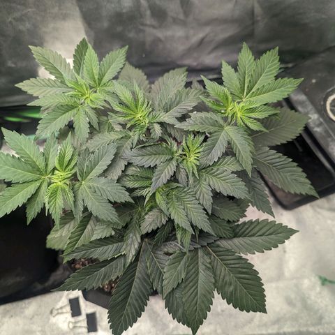Lemon Cherry Gelato x Black Velvet #1 growlog timeline photo