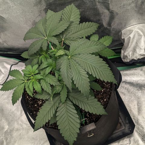 Lemon Cherry Gelato x Black Velvet #1 growlog timeline photo