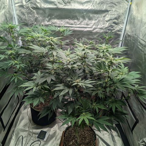 Apple Candies growlog timeline photo