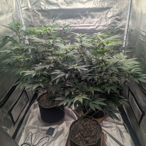 Apple Candies growlog timeline photo