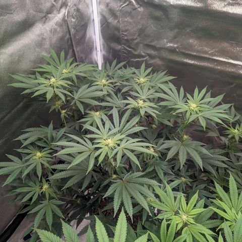 Apple Candies growlog timeline photo