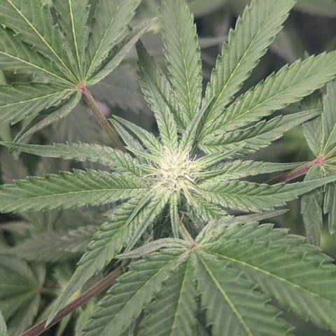 Apple Candies growlog timeline photo