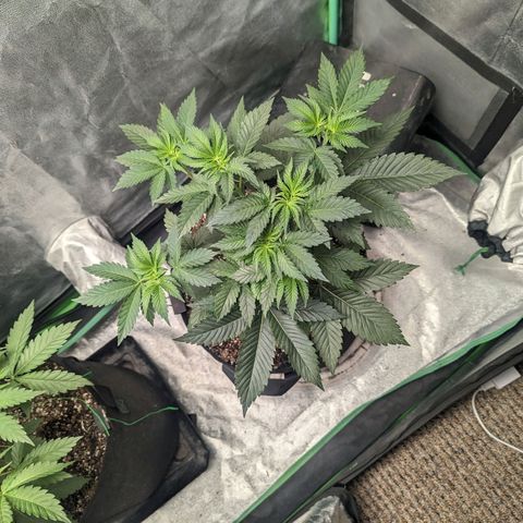 Lemon Cherry Gelato x Black Velvet #1 growlog timeline photo