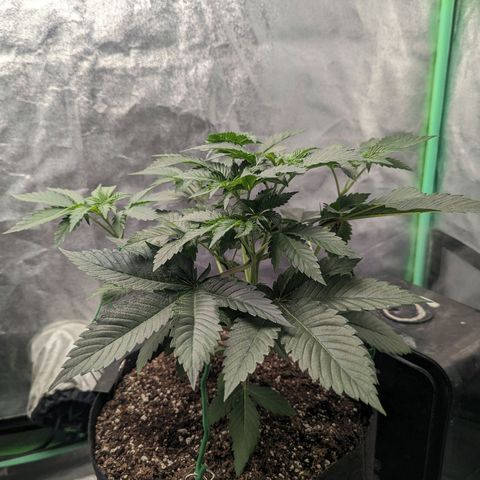 Lemon Cherry Gelato x Black Velvet #1 growlog timeline photo