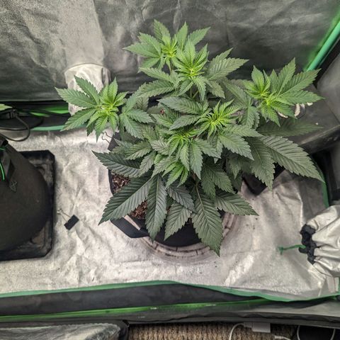 Lemon Cherry Gelato x Black Velvet #1 growlog timeline photo