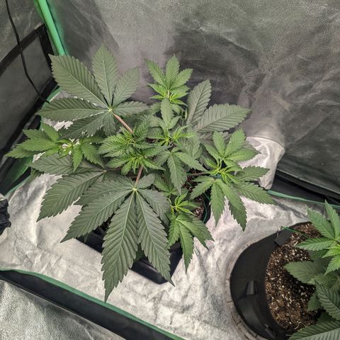 Lemon Cherry Gelato x Black Velvet #1 growlog timeline photo