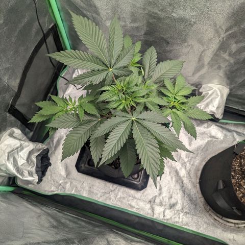 Lemon Cherry Gelato x Black Velvet #1 growlog timeline photo