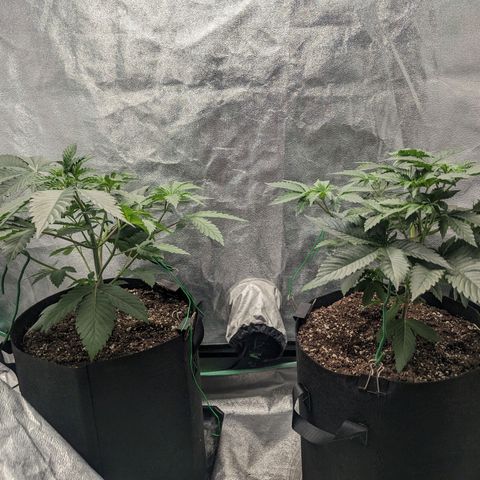 Lemon Cherry Gelato x Black Velvet #1 growlog timeline photo