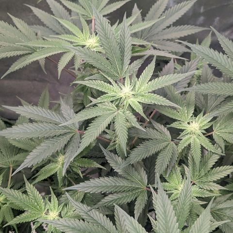 Apple Candies growlog photo: Watered both smaller 5 gallons