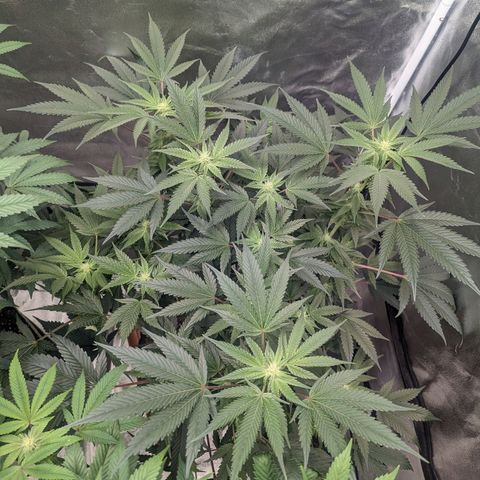Apple Candies growlog photo: Watered both smaller 5 gallons