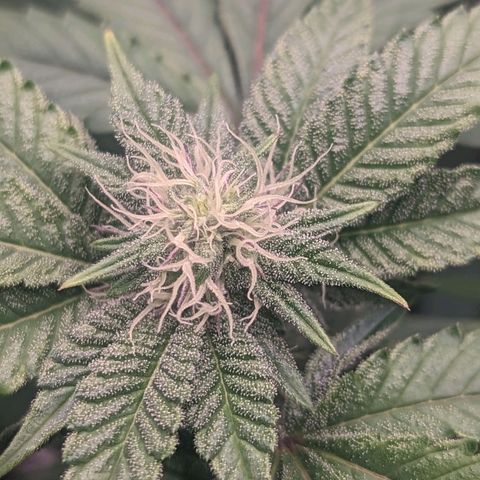 Apple Candies growlog photo: Watered both smaller 5 gallons