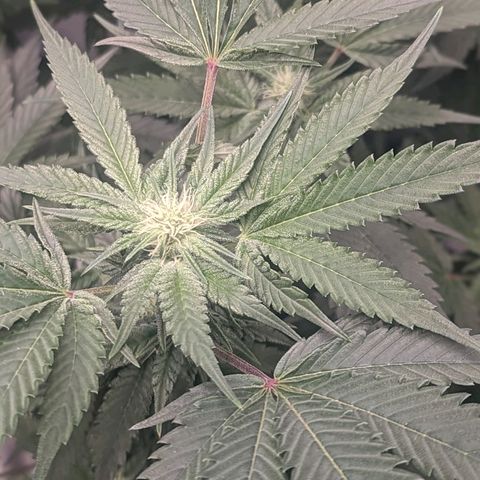 Apple Candies growlog photo: Watered both smaller 5 gallons