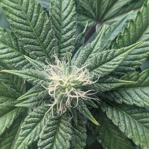 Apple Candies growlog photo: Watered both smaller 5 gallons