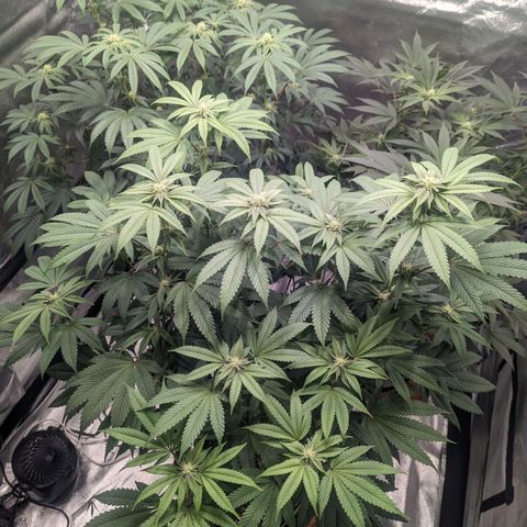 Apple Candies growlog photo: Watered both smaller 5 gallons