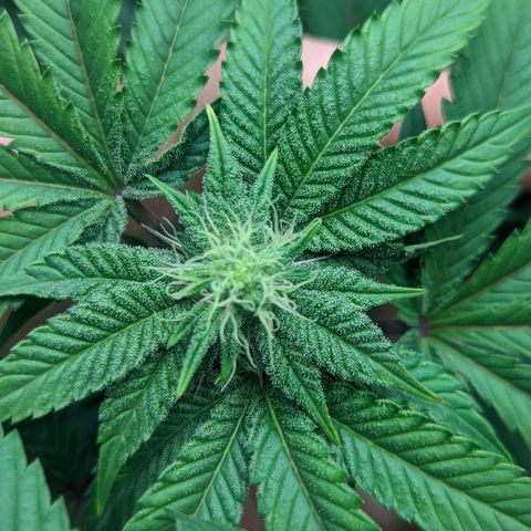 Apple Candies growlog photo: Watered both smaller 5 gallons