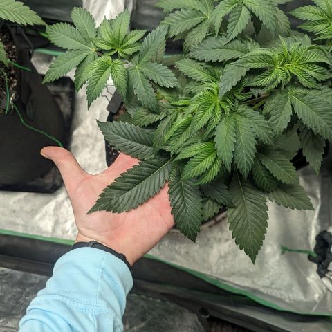Lemon Cherry Gelato x Black Velvet #1 growlog timeline photo