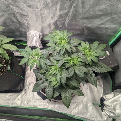 Lemon Cherry Gelato x Black Velvet #1 growlog timeline photo
