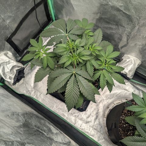 Lemon Cherry Gelato x Black Velvet #1 growlog timeline photo