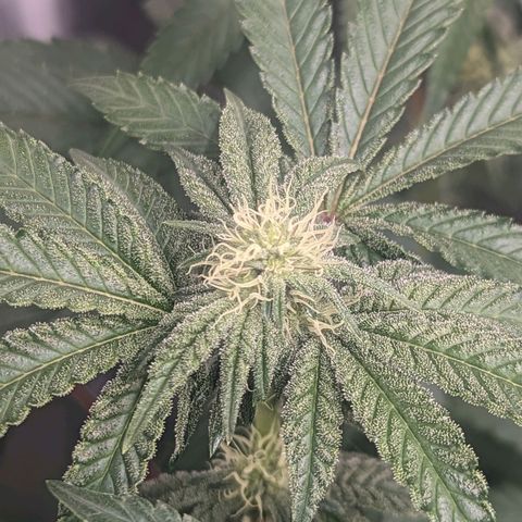 Apple Candies growlog photo: Watered both smaller 5 gallons