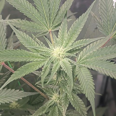 Apple Candies growlog photo: Watered both smaller 5 gallons