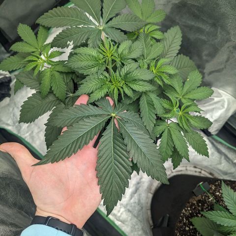 Lemon Cherry Gelato x Black Velvet #1 growlog timeline photo