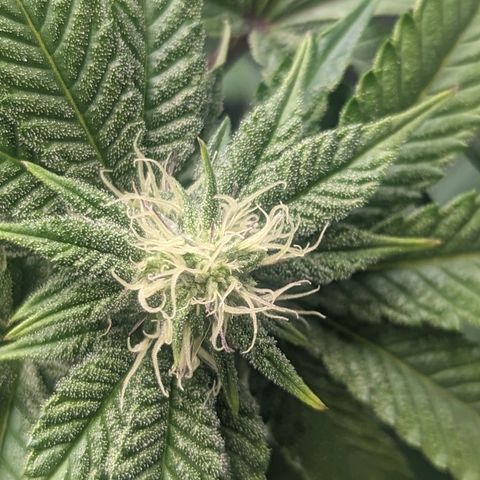 Apple Candies growlog photo: Watered both smaller 5 gallons
