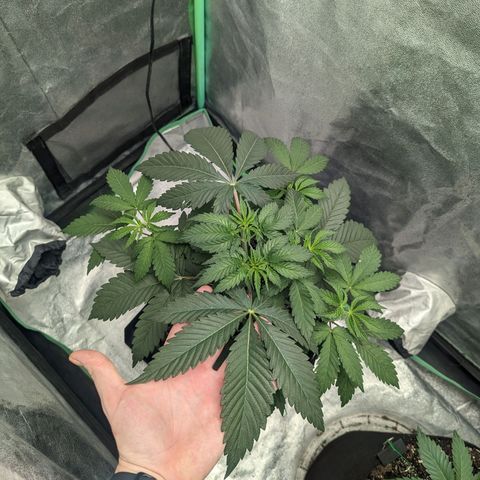 Lemon Cherry Gelato x Black Velvet #1 growlog timeline photo