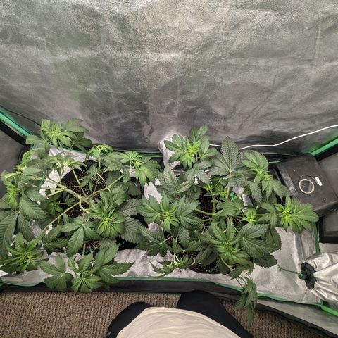 Lemon Cherry Gelato x Black Velvet #1 growlog photo: Watered 