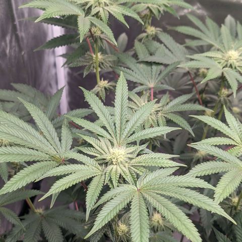 Apple Candies growlog timeline photo