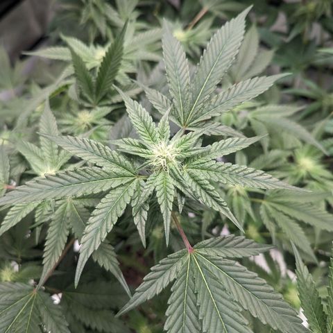 Apple Candies growlog timeline photo
