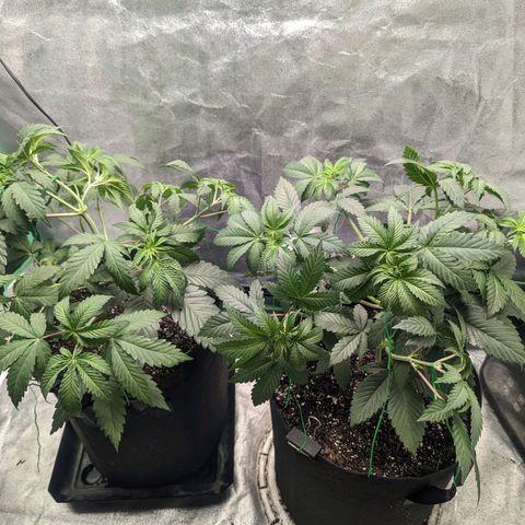 Lemon Cherry Gelato x Black Velvet #1 growlog photo: Watered 