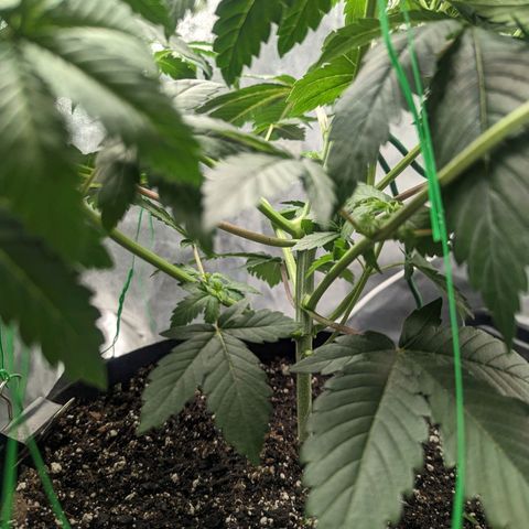 Lemon Cherry Gelato x Black Velvet #1 growlog photo: Watered 