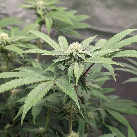 Apple Candies growlog timeline photo