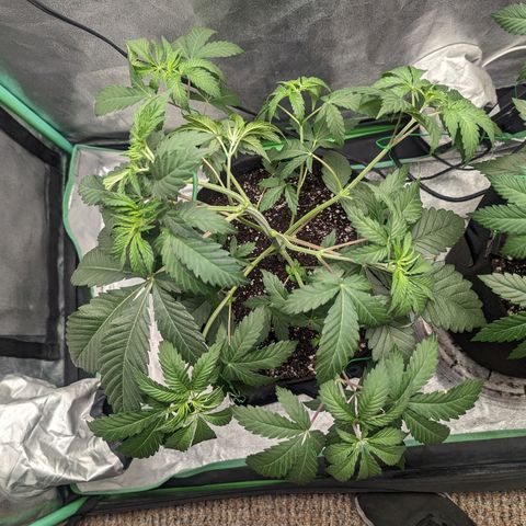 Lemon Cherry Gelato x Black Velvet #1 growlog photo: Watered 