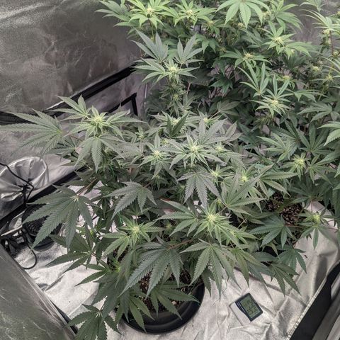 Apple Candies growlog timeline photo