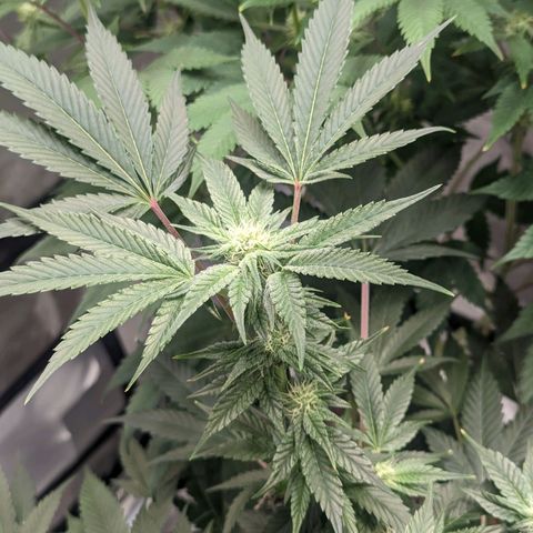 Apple Candies growlog timeline photo