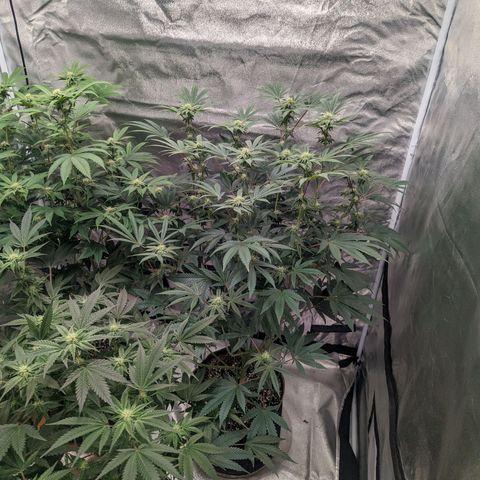 Apple Candies growlog timeline photo