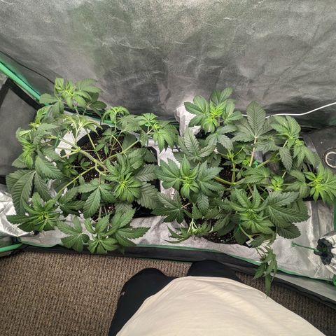 Lemon Cherry Gelato x Black Velvet #1 growlog photo: Watered 