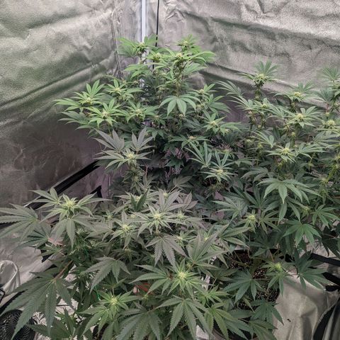 Apple Candies growlog timeline photo