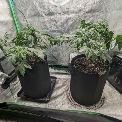 Lemon Cherry Gelato x Black Velvet #1 growlog photo: Watered 