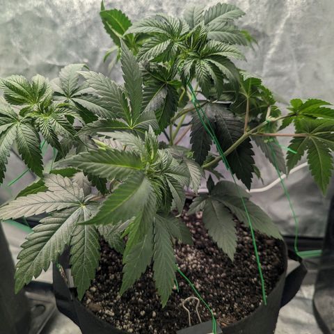 Lemon Cherry Gelato x Black Velvet #1 growlog photo: Watered 