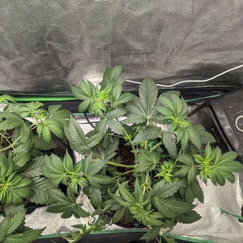 Lemon Cherry Gelato x Black Velvet #1 growlog photo: Watered 