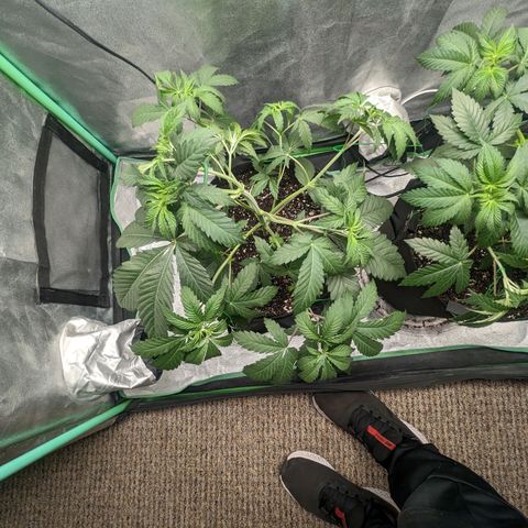 Lemon Cherry Gelato x Black Velvet #1 growlog photo: Watered 