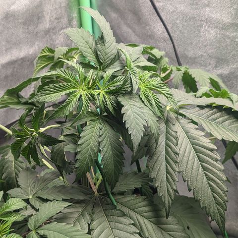 Lemon Cherry Gelato x Black Velvet #1 growlog photo: Watered 