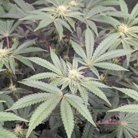 Apple Candies growlog timeline photo