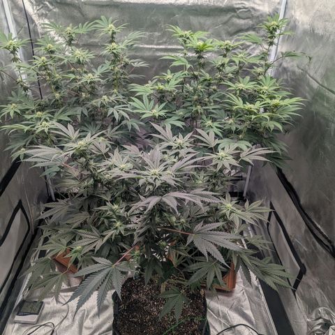 Apple Candies growlog timeline photo
